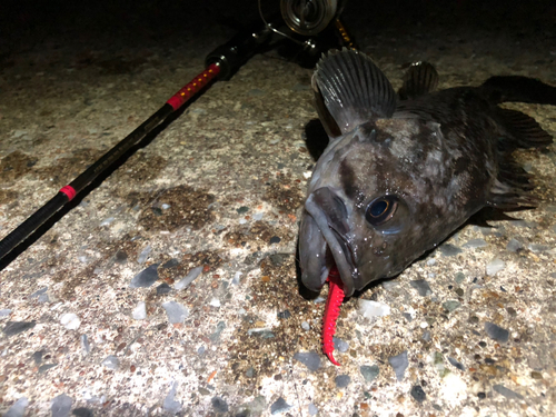 クロソイの釣果