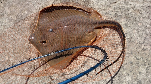 エイの釣果