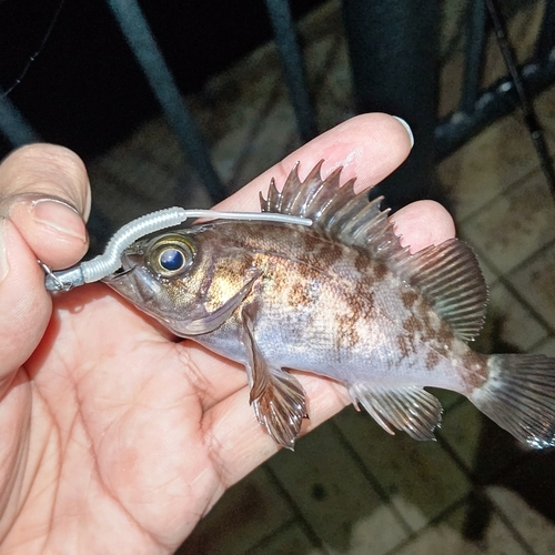 メバルの釣果