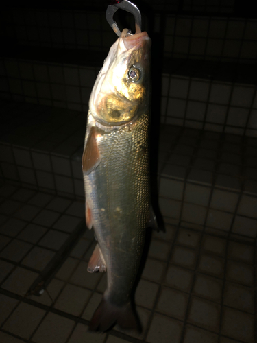 マルタウグイの釣果