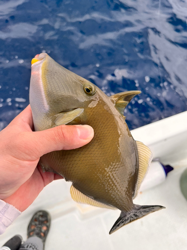 ツマジロモンガラの釣果