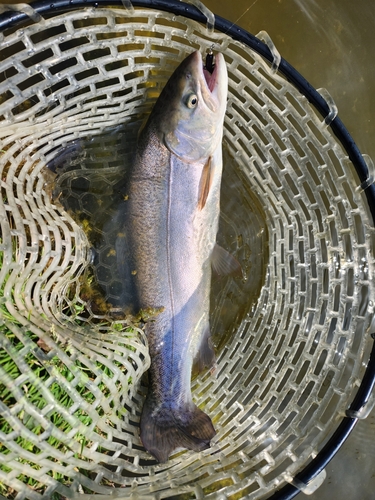 ニジマスの釣果