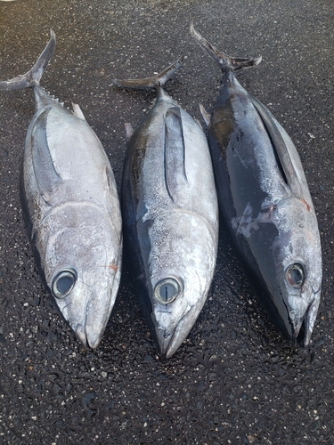 ビンチョウマグロの釣果