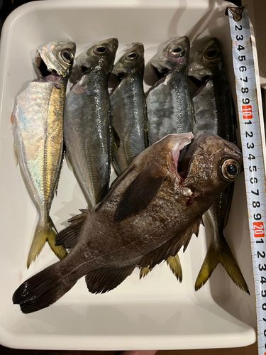 アジの釣果