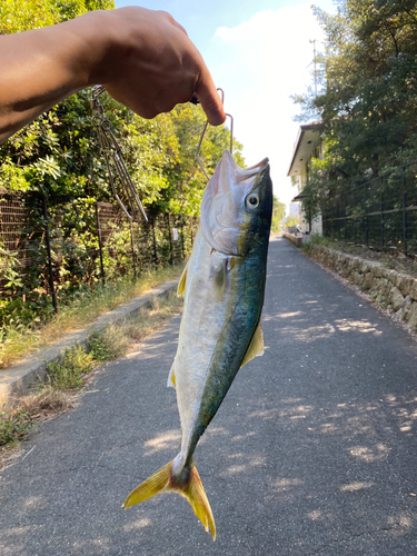 ハマチの釣果