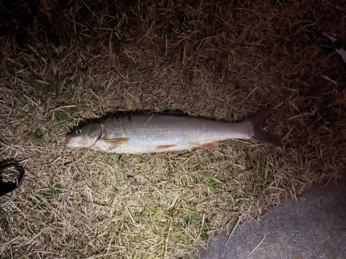 マルタウグイの釣果