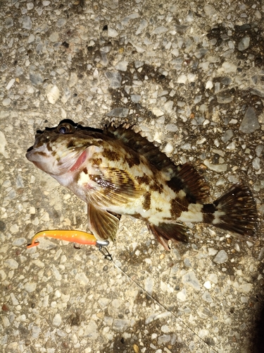 タケノコメバルの釣果