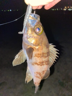 シロメバルの釣果