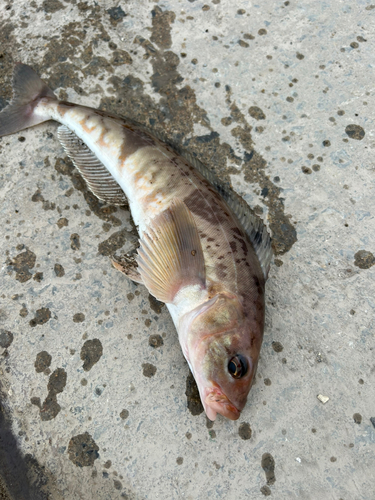 ホッケの釣果