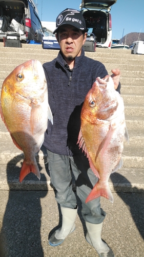 マダイの釣果