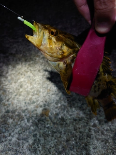 タケノコメバルの釣果