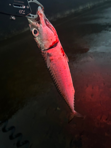 サバの釣果