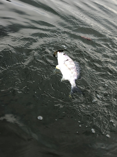 キチヌの釣果