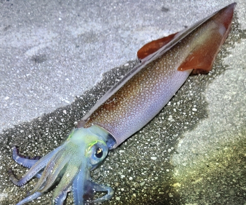 ヤリイカの釣果