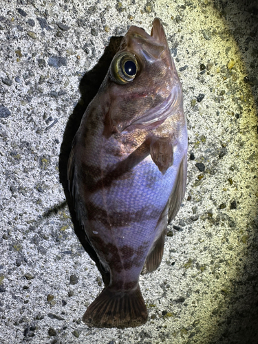 メバルの釣果