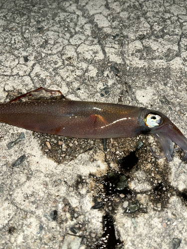 ヤリイカの釣果