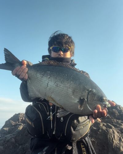 ミナミイスズミの釣果