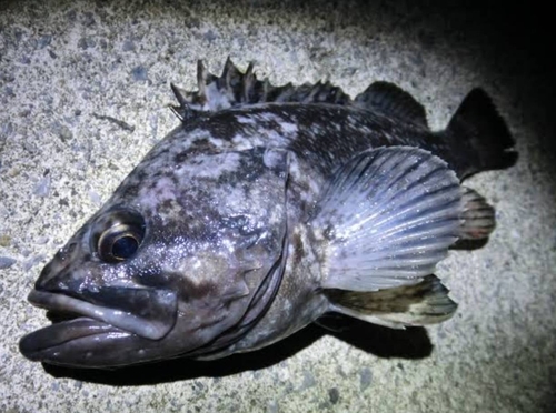 セイゴ（マルスズキ）の釣果