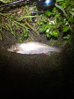 ウグイの釣果