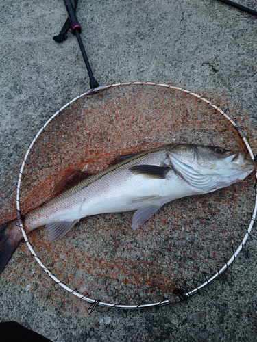 スズキの釣果