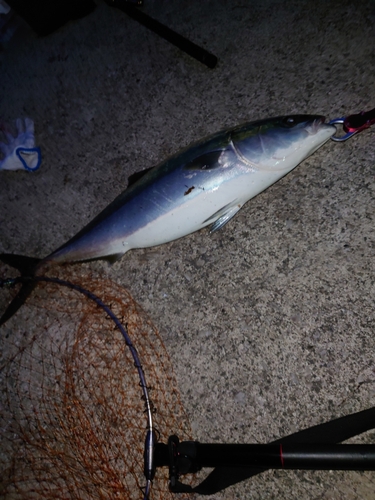 ハマチの釣果