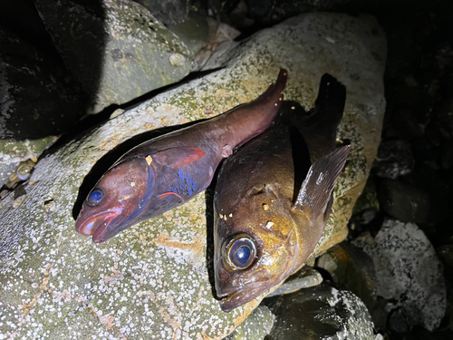 シロメバルの釣果