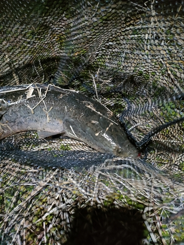 カムルチーの釣果