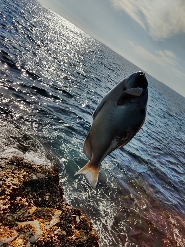 グレの釣果