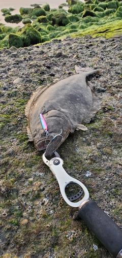 ヒラメの釣果