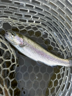 ニジマスの釣果