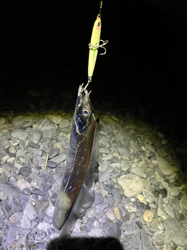 タチウオの釣果