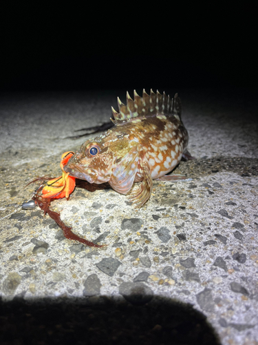 カサゴの釣果