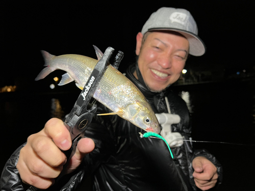 マルタウグイの釣果