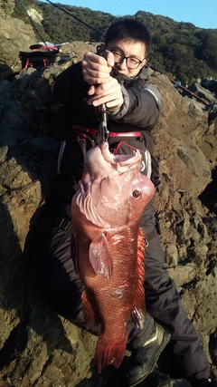 コブダイの釣果