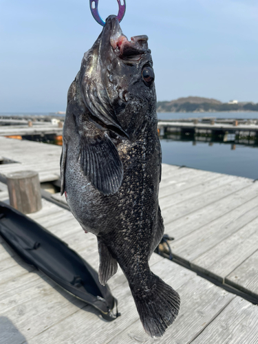 クロソイの釣果