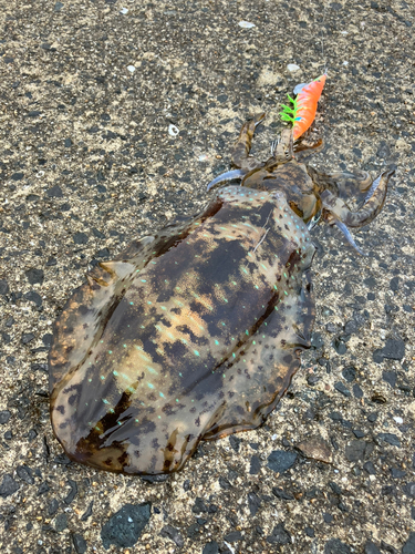 アオリイカの釣果