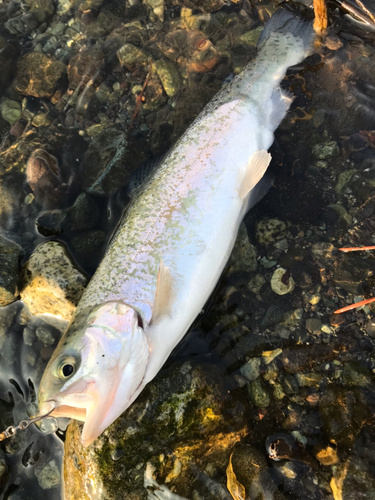 ニジマスの釣果