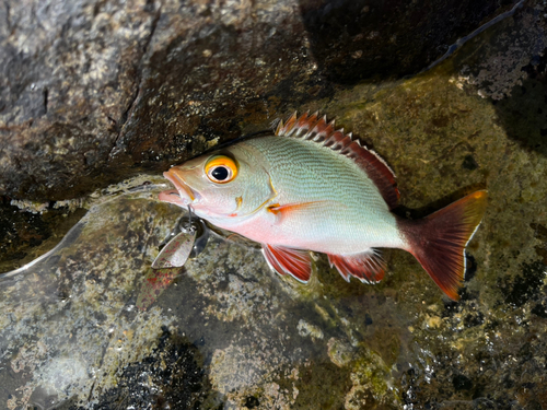 ヒメフエダイの釣果