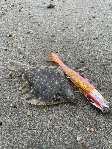 カレイの釣果