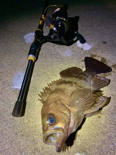 シロメバルの釣果