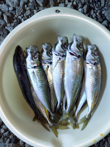 アジの釣果