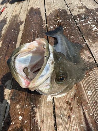 スズキの釣果