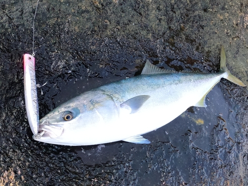 ヤズの釣果