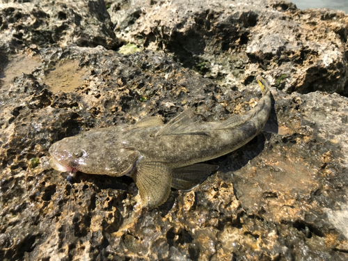 コチの釣果