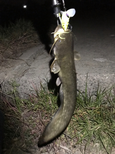 マナマズの釣果