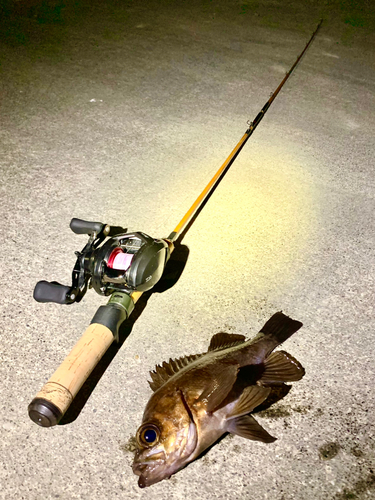 シロメバルの釣果