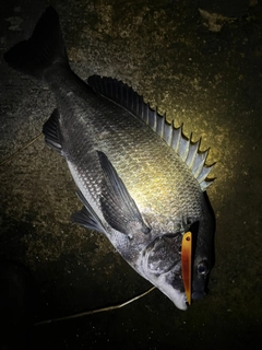 チヌの釣果