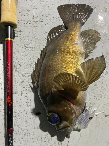 シロメバルの釣果