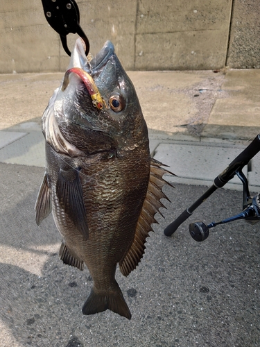 チヌの釣果