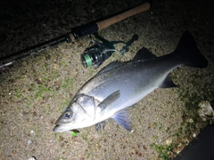 ヒラスズキの釣果